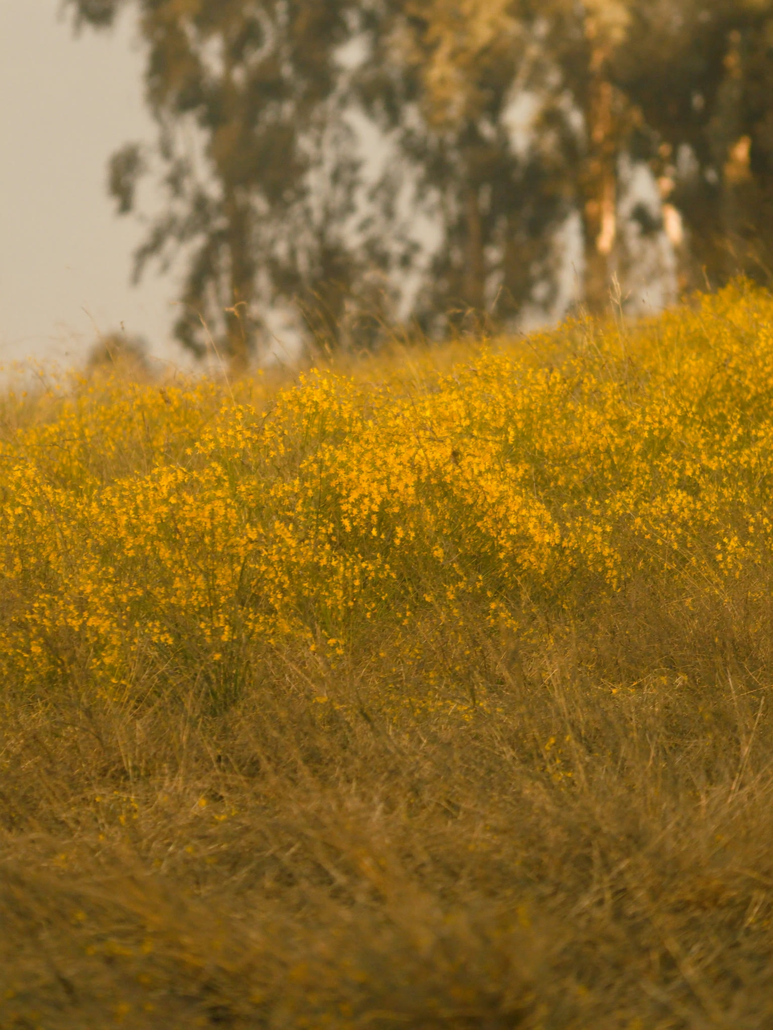 Adey abeba — September gold on Entoto